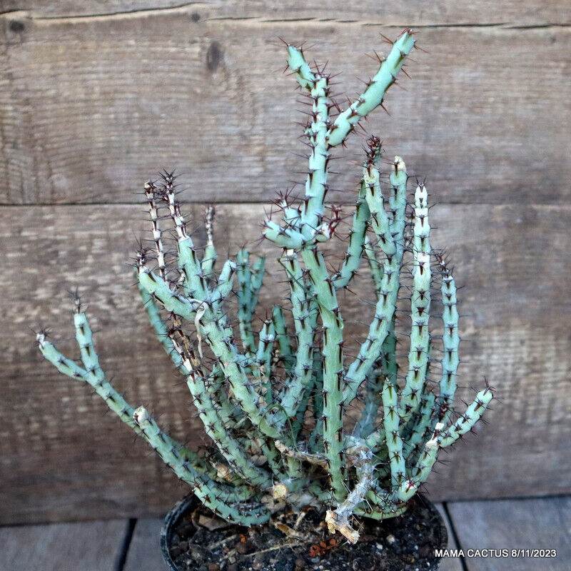 Euphorbia Petricola – Rare Succulent Cactus – Live Plant, 2-Pack