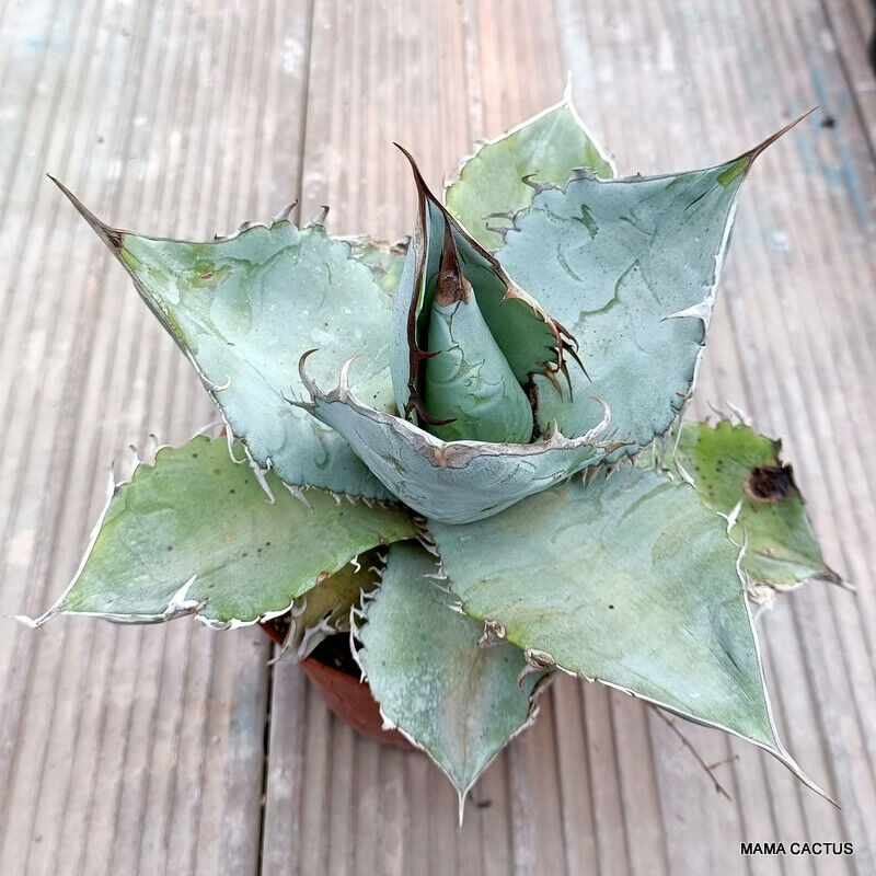 La Pianta Succulenta In Latino Chiamata Agave Attenuata è Una Specie Di Pianta Fiorita Della Famiglia Delle Asparagacee Chiamata Anche Coda Di Volpe O Di Leoni 2mxffjm La Pianta Succulenta In Latino Chiamata Agave Attenuata è Una Specie Di Pianta Fiorita Della Famiglia Delle Asparagacee Chiamata Anche Coda Di Volpe O Di Leoni 2mxffjm