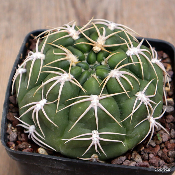 MELOCACTUS AZUREUS + GYMNOCALYCIUM DENUDATUM