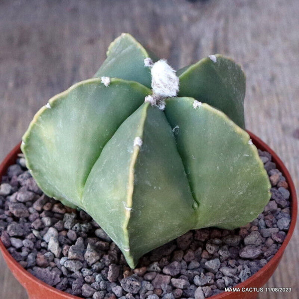ASTROPHYTUM MYRIOSTIGMA KOH-JO