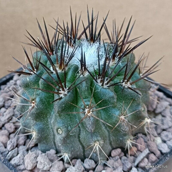 NEOPORTERIA ECHINUS V. FLOCCOSA