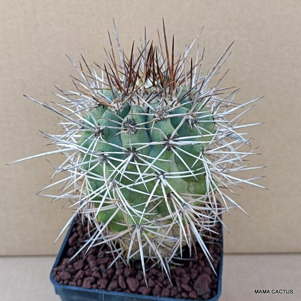 COPIAPOA BRIDGESII KK 1399