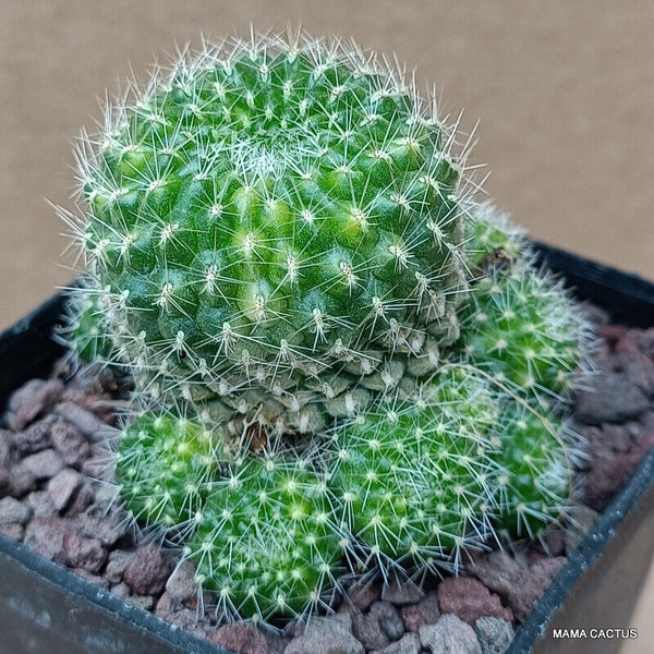 A4397 REBUTIA MINIMA VARIEGATED pot7-H6-W7 cm MaMa Cactus