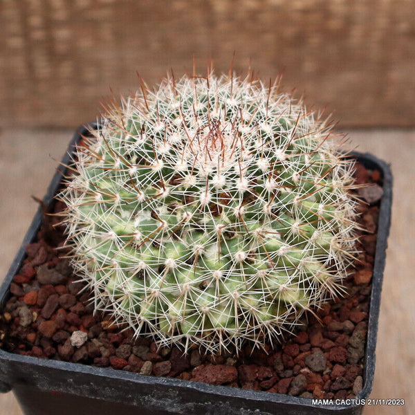 MAMMILLARIA MYSTAX VARIEGATED