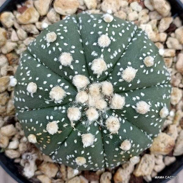 ASTROPHYTUM SUPER KABUTO