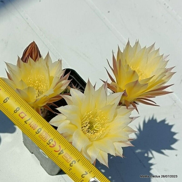 Flower  MaMa Cactus