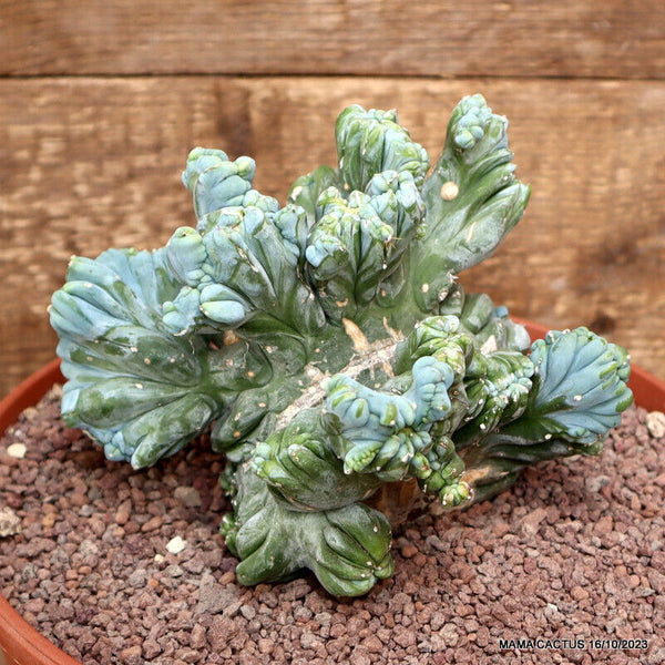 MYRTILLOCACTUS GEOMETRIZANS STRICTUS