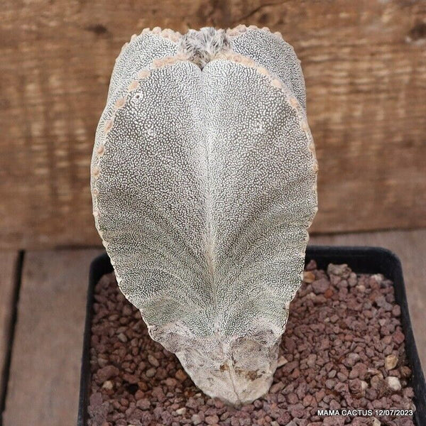 ASTROPHYTUM MYRIOSTIGMA ONZUKA OLD