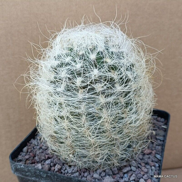 NEOPORTERIA NIDUS SENILIS