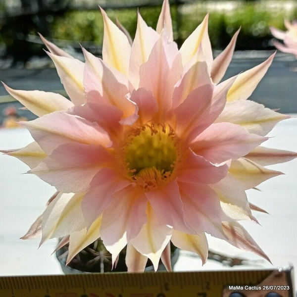 Flower  MaMa Cactus
