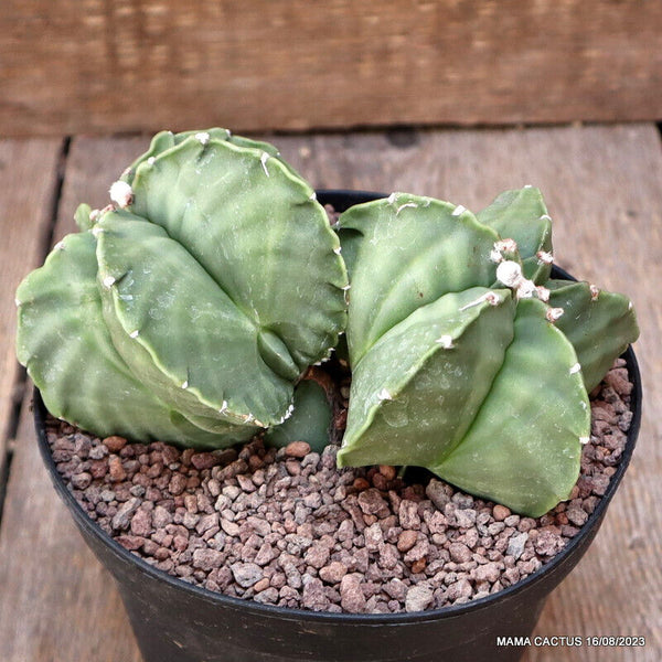 ASTROPHYTUM MYRIOSTIGMA KIKKO DICHOTOMIC