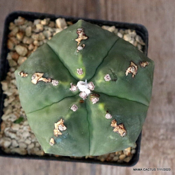 ASTROPHYTUM MYRIOSTIGMA NUDUM GRAFTED