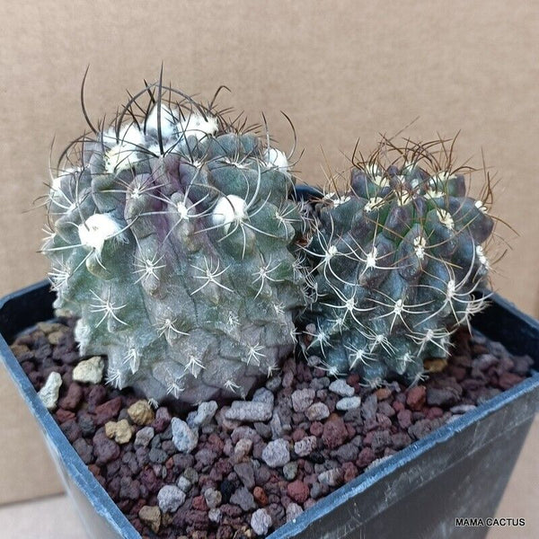 NEOPORTERIA OCCULTA