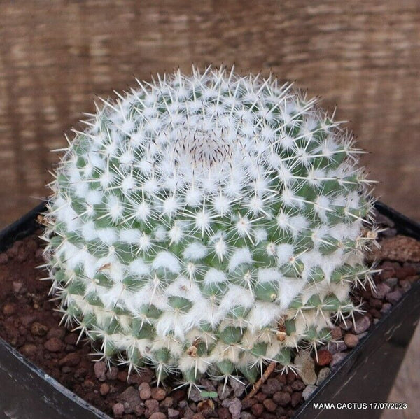 MAMMILLARIA FORMOSA