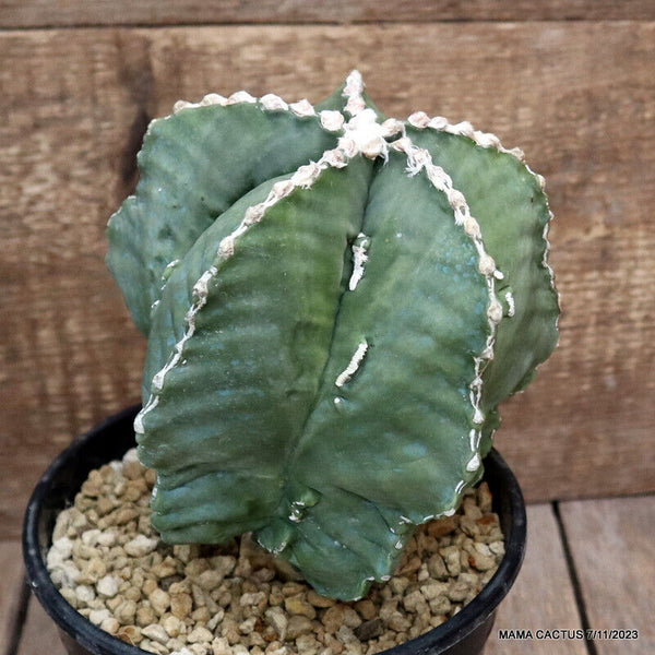 ASTROPHYTUM MYRIOSTIGMA FUKURYU GRAFTED