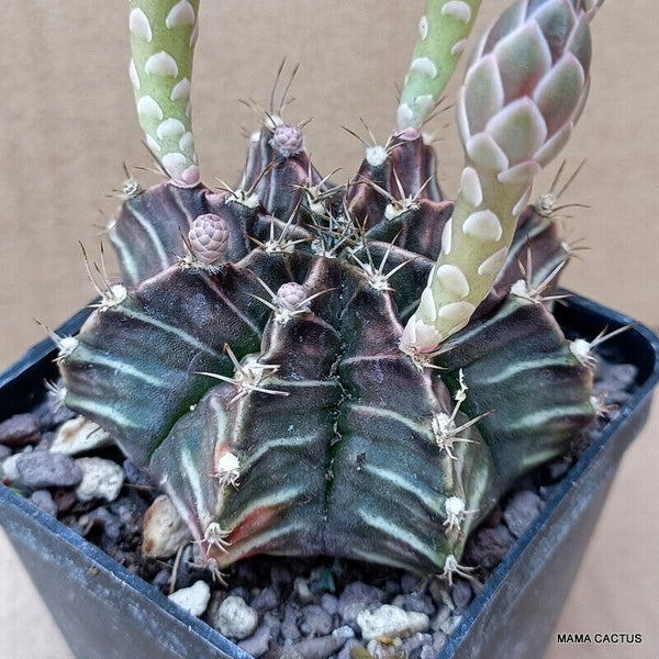 GYMNOCALYCIUM MIHANOVICHII