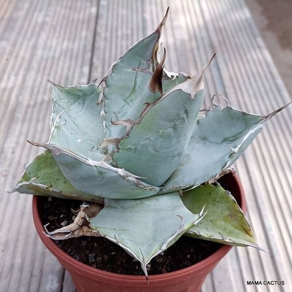 AGAVE TITANOTA WHITE ICE