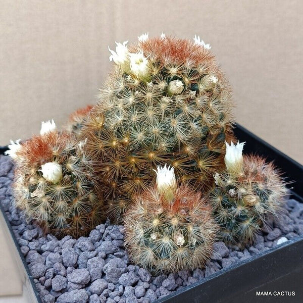 MAMMILLARIA CARMENAE MULTIHEADS