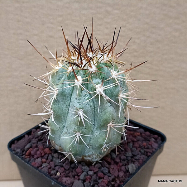 COPIAPOA BRIDGESII