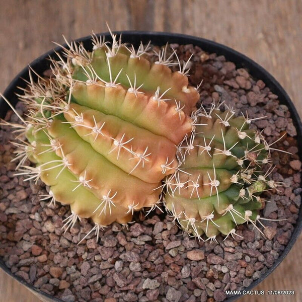 GYMNOCALYCIUM MIHANOVICHII