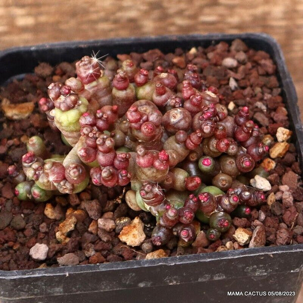 MAMMILLARIA BOCASANA FRED MONSTER