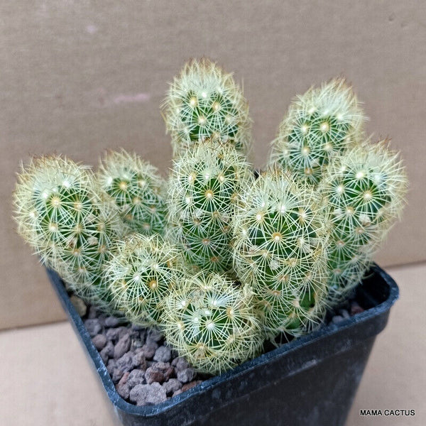 MAMMILLARIA ELONGATA