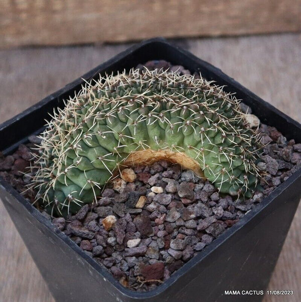 GYMNOCALYCIUM BALDIANUM CRESTED