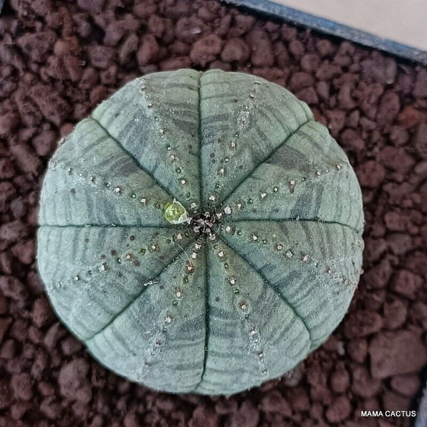 EUPHORBIA OBESA SYMMETRICA