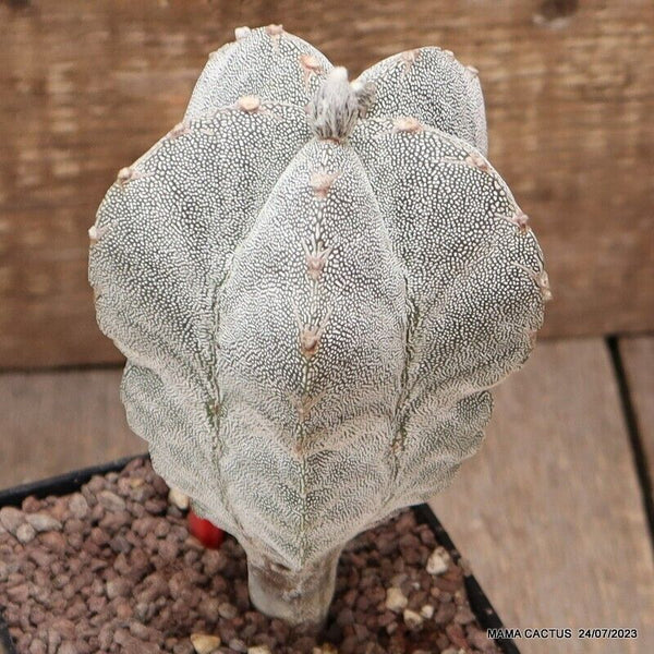 ASTROPHYTUM MYRIOSTIGMA ONZUKA V TYPE