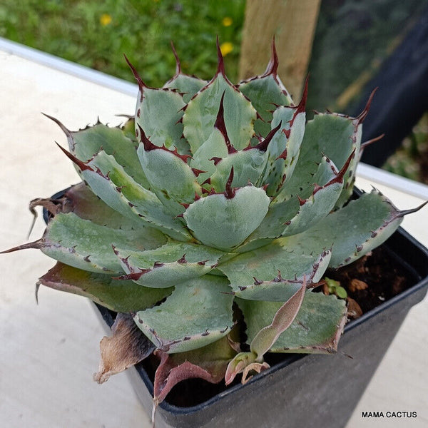 AGAVE POTATORUM VERSHAFFELTII