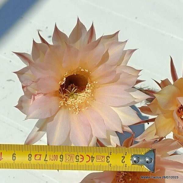Flower  MaMa Cactus