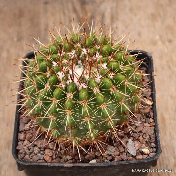 NOTOCACTUS ROSEOLUTEUS DV 75