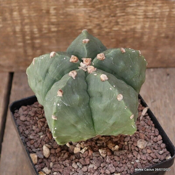 ASTROPHYTUM MYRIOSTIGMA FUKURYU