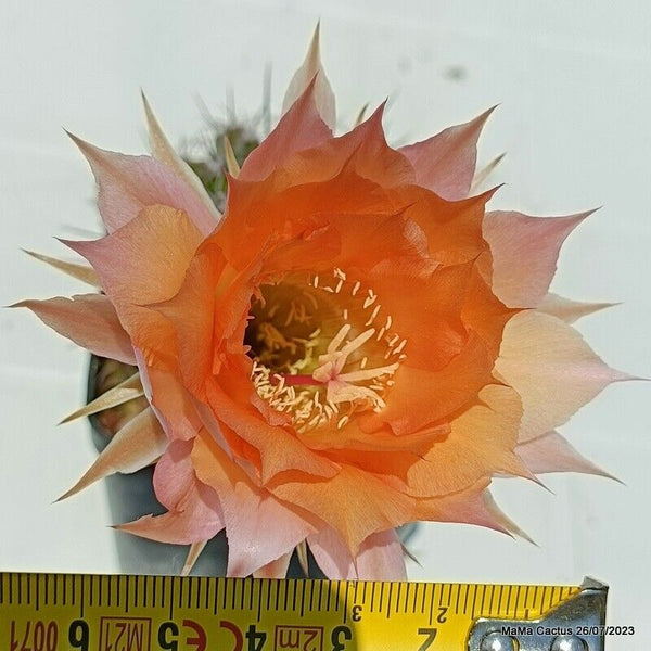 Flower 51  MaMa Cactus