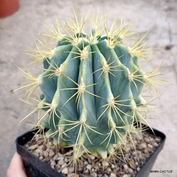 FEROCACTUS GLAUCESCENS VARIEGATED