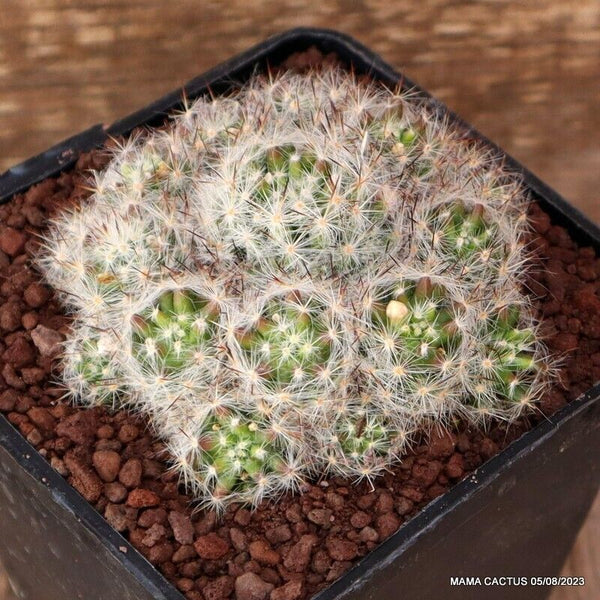MAMMILLARIA PROLIFERA