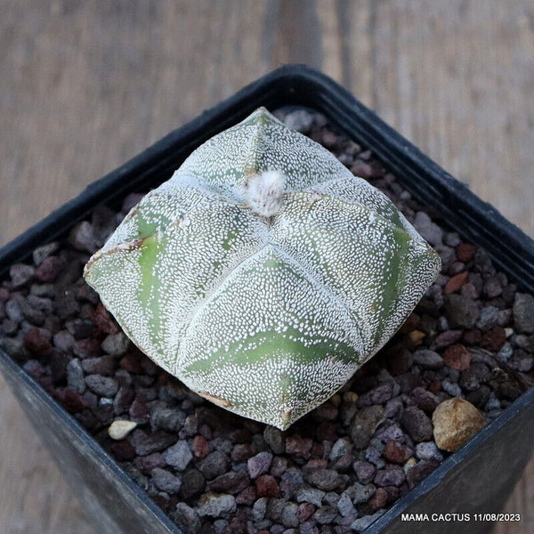 ASTROPHYTUM MYRIOSTIGMA QUADRICOSTATUM