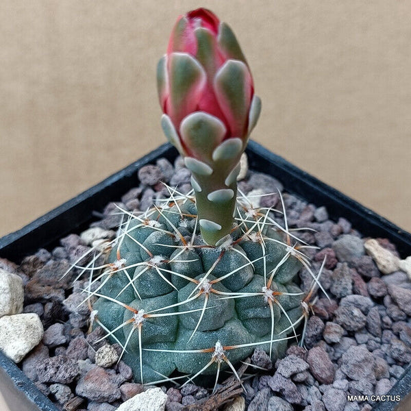 GYMNOCALYCIUM BALDIANUM