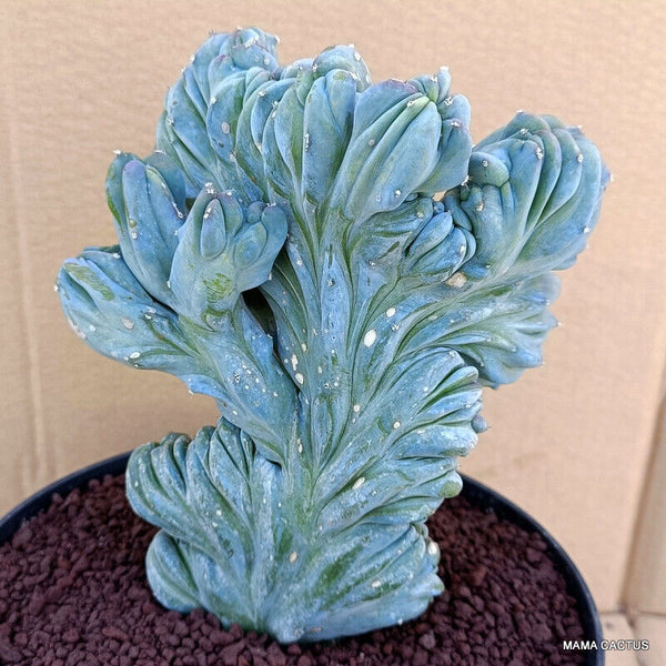 MYRTILLOCACTUS GEOMETRIZANS CRESTED