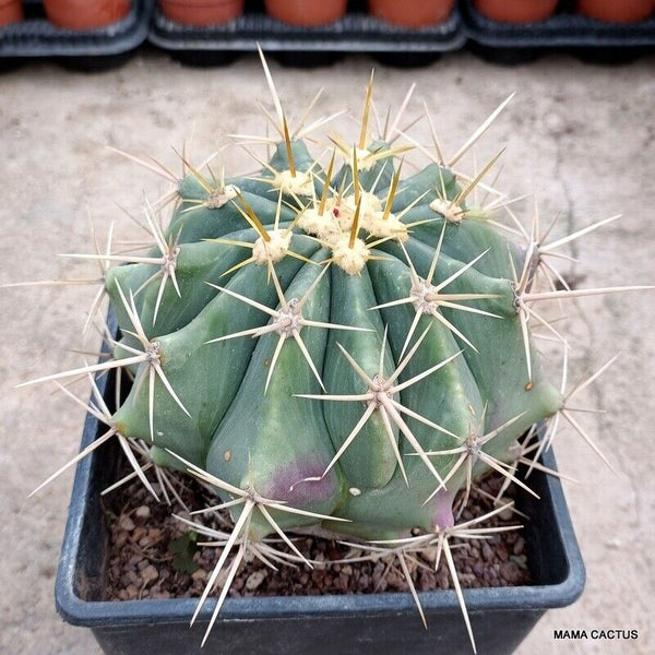 FEROCACTUS POTTSII