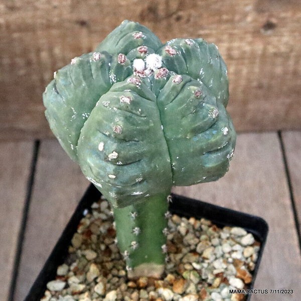 ASTROPHYTUM MYRIOSTIGMA KIKKO GRAFTED