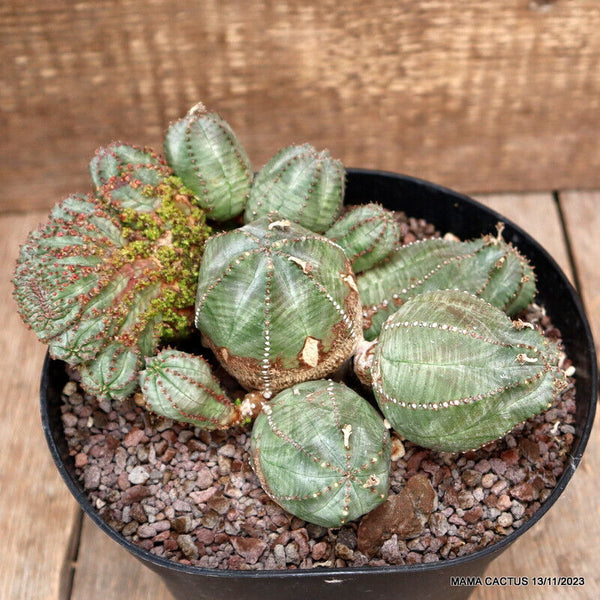 EUPHORBIA PSEUDOGLOBOSA COMPACT CRESTED