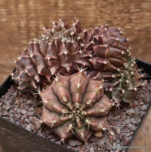 GYMNOCALYCIUM MIHANOVICHII CRESTED