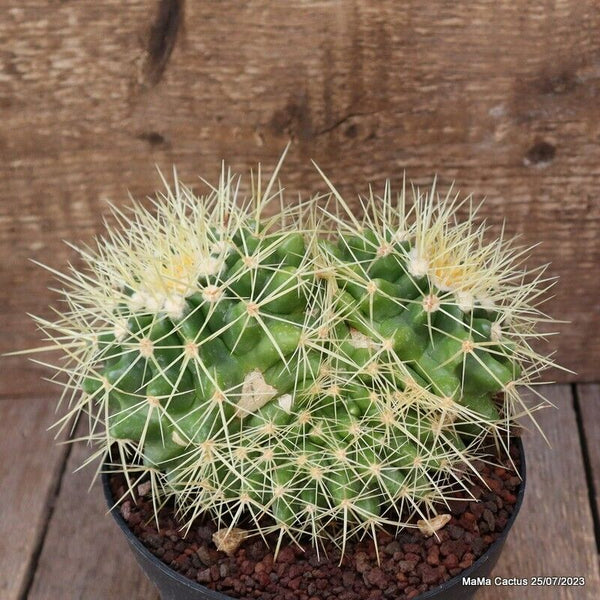 ECHINOCACTUS GRUSONII MONSTER