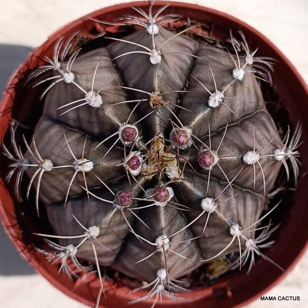 GYMNOCALYCIUM MIHANOVICHII