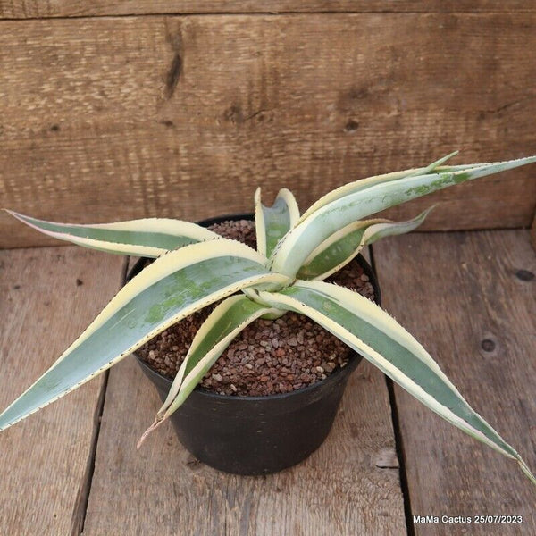 AGAVE GUIENGOLA VARIEGATED