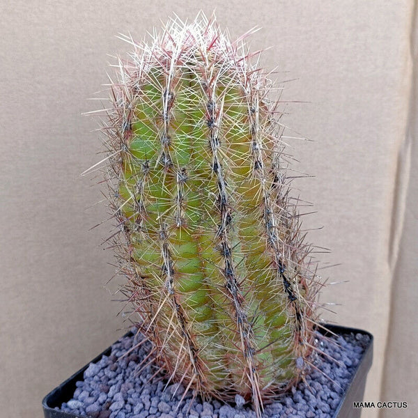 A7800 THELOCACTUS BICOLOR pot 12 cm H 15 cm W 8 cm MaMa Cactus