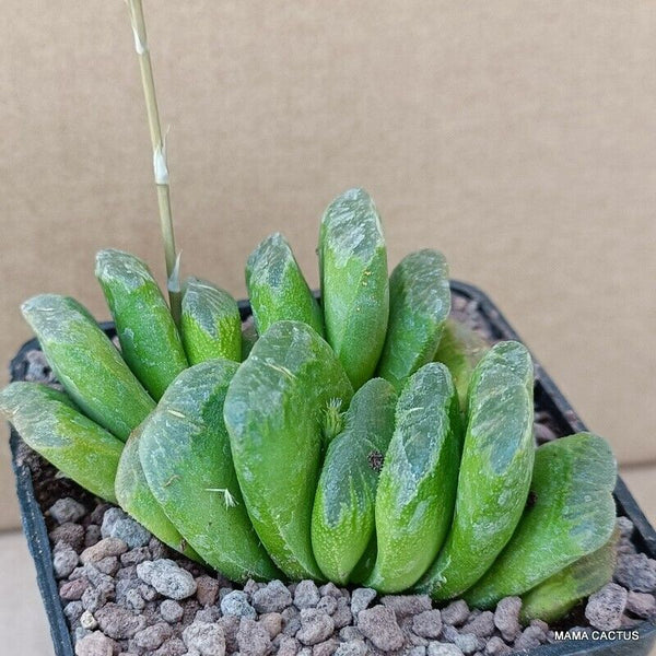 A2990 HAWORTHIA TRUNCATA pot7-H5-W9 cm MaMa Cactus