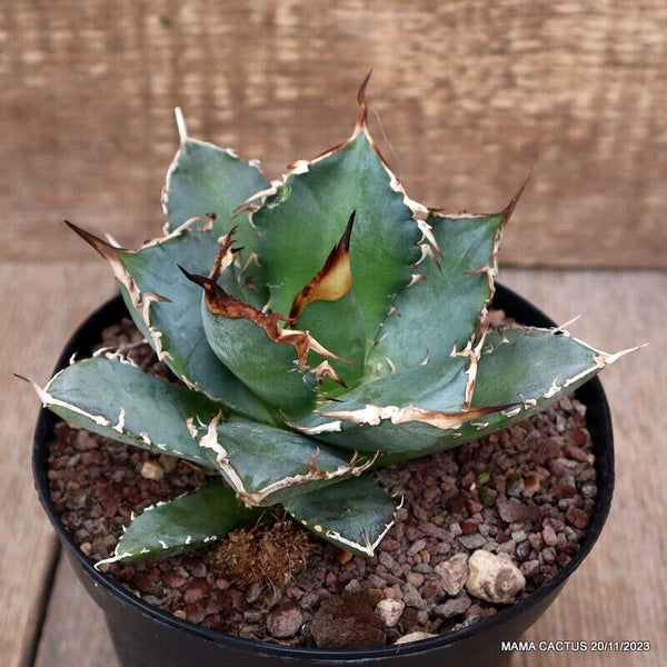 AGAVE TITANOTA