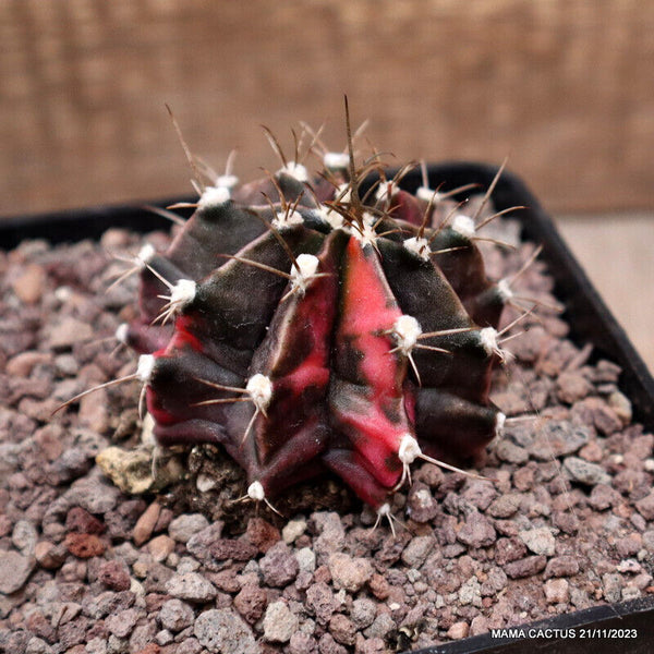 GYMNOCALYCIUM MIHANOVICHII VARIEGATED